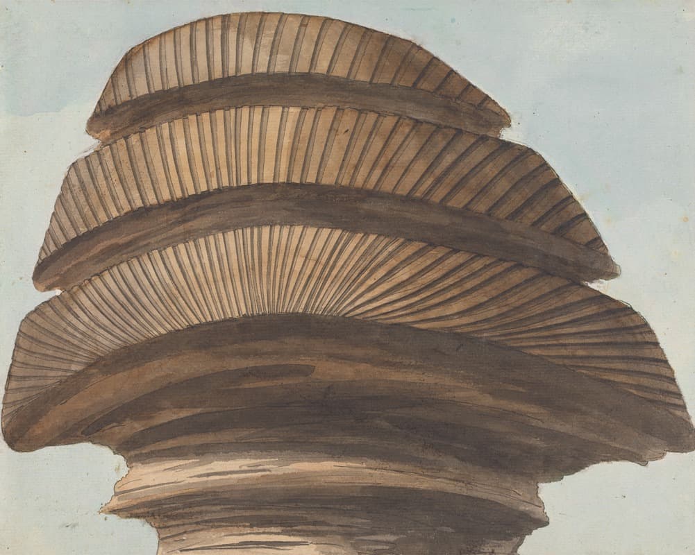 Back View of the Head of the Sphinx