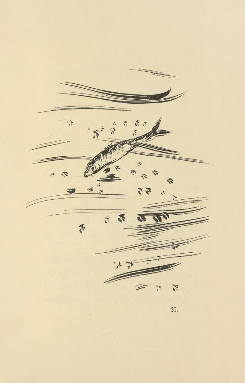 Histoires naturelles Pl 47