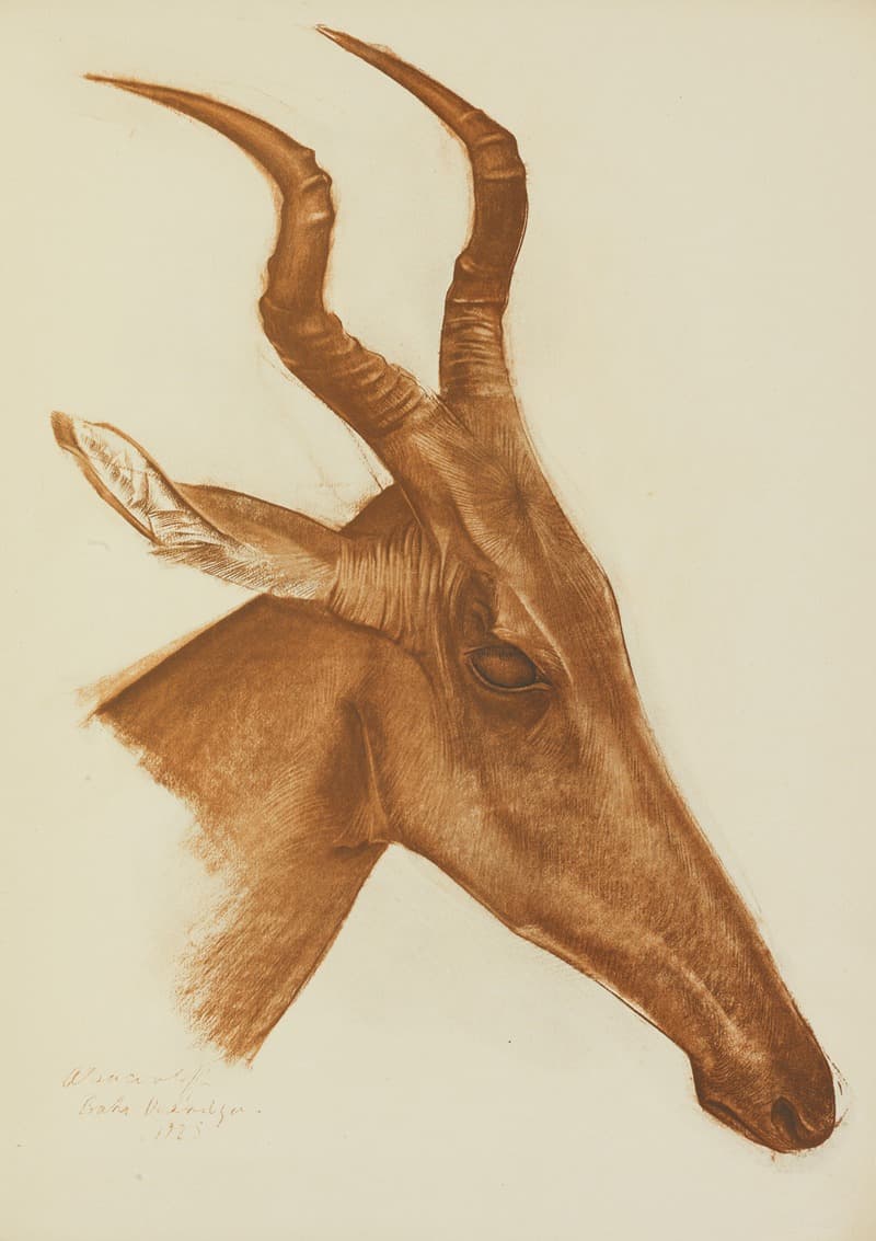 Антилопа Джексон (Ам Дафок)