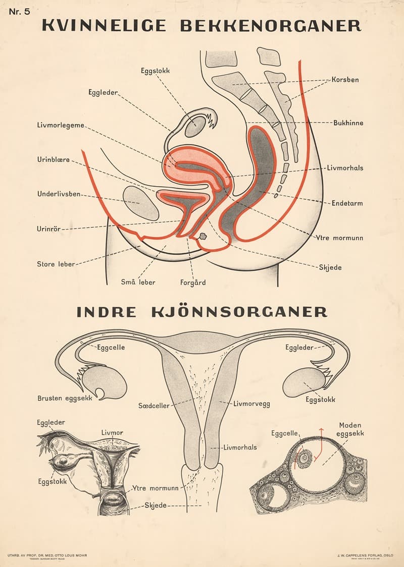 Женские половые органы