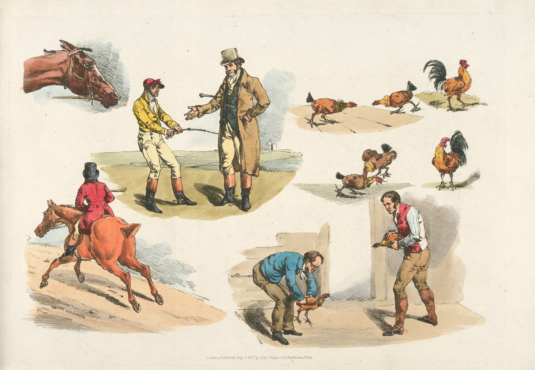 Бойцовские петухи